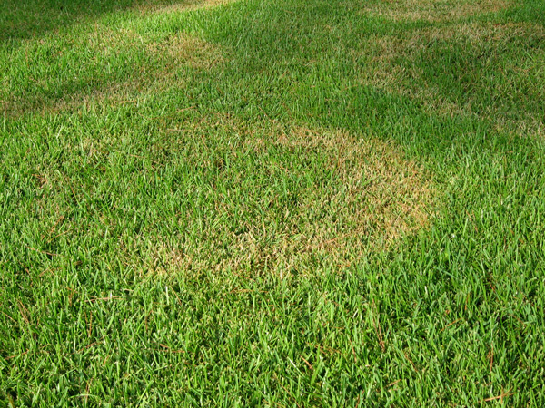 Brown Patch Fungus