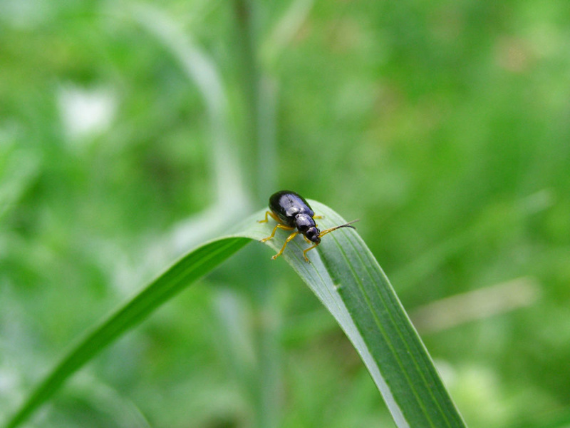 4 Common Garden Insects – Floralawn