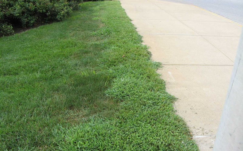 can you kill crabgrass