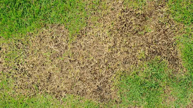 Chinch Bug Damage - St. Augustine Grass