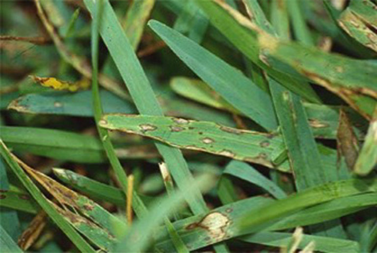 gray-leaf-spot-a-florida-summer-turf-disease-floralawn