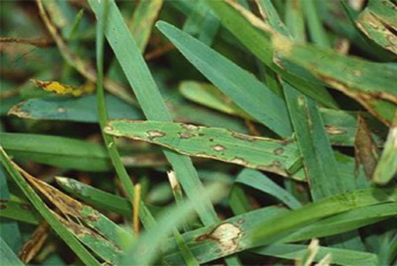 Gray Leaf Spot A Florida Summer Turf Disease Floralawn