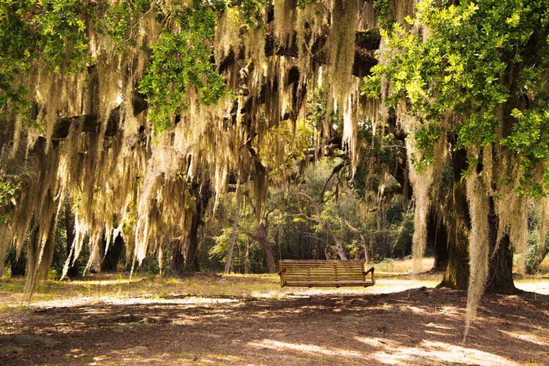 Is green moss on trees harmful?