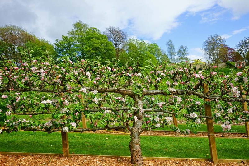 Espaliered Fruit Design