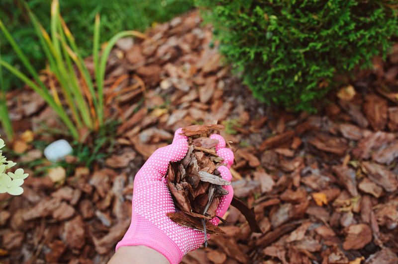 Image of Pine cone on pine nugget mulch