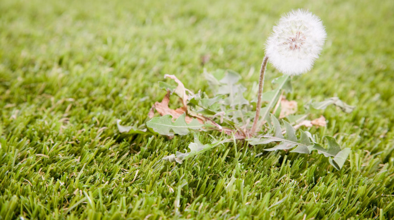 Weed growing in thick grass