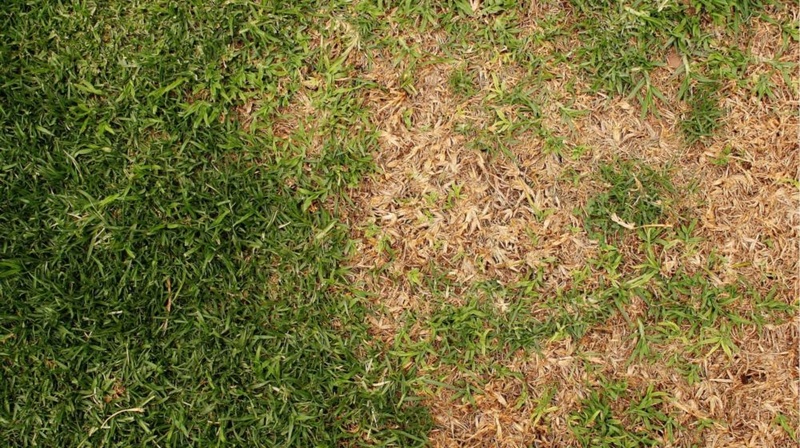 Brown Patch St. Augustine Grass