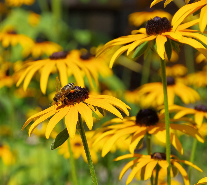 Plant a Pollinator Garden Floralawn