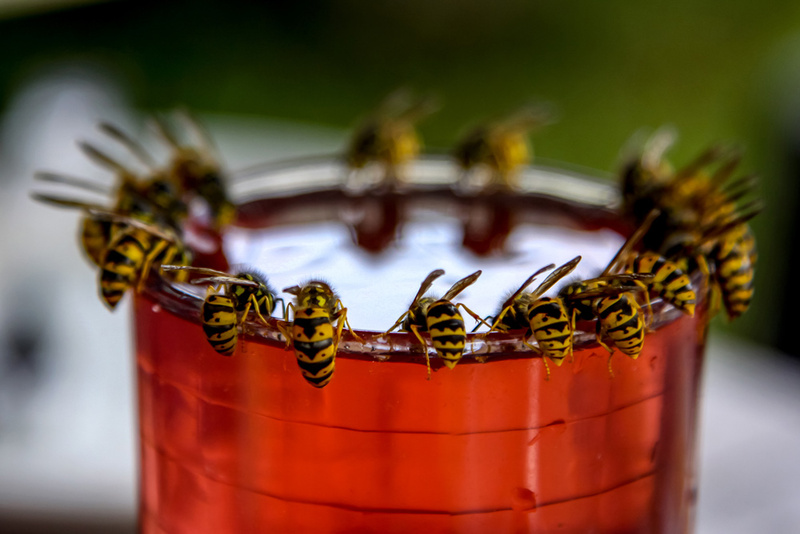 Spring Insects In Florida Florida Spring Pests, Part 1: Get to Know Them – Floralawn