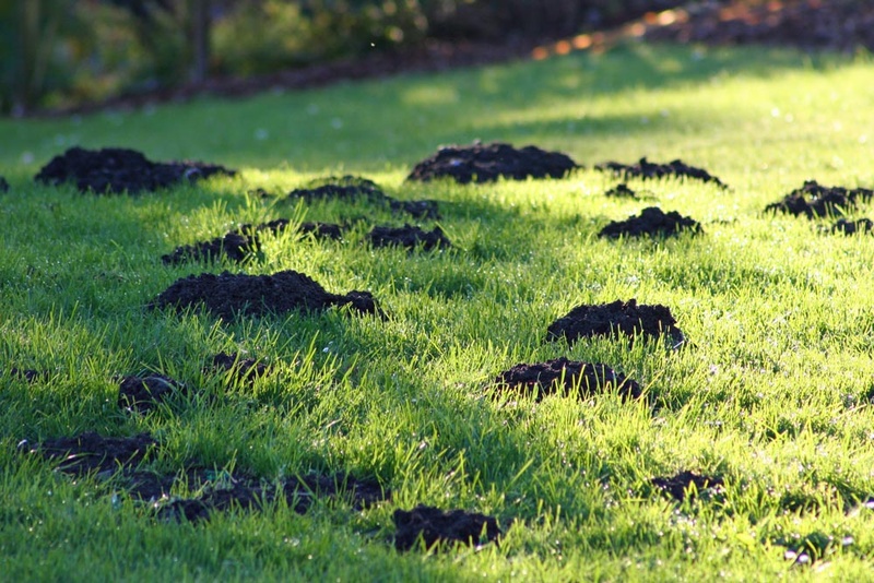 Dealing With Moles In Your Florida Yard Floralawn dealing-with-moles-in-your-florida-yard-floralawn
