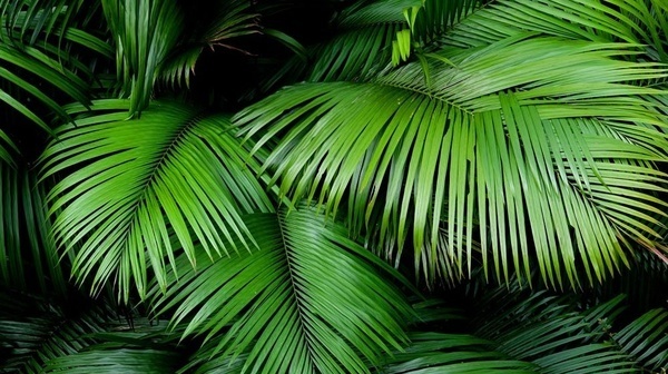 Now is the Time for Palm Planting – Floralawn