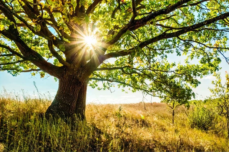 Celebrate Arbor Day Plant a Tree! Floralawn