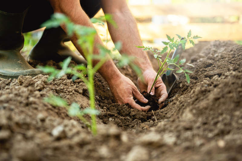 Planting vegetables. Зола для огорода. Нетипичный фермер посадка рассады. Planting Vegetable.