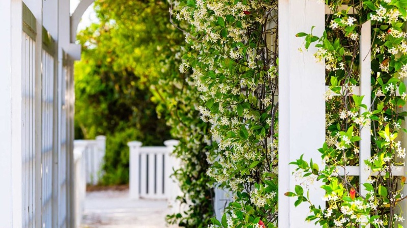 Florida garden with vines