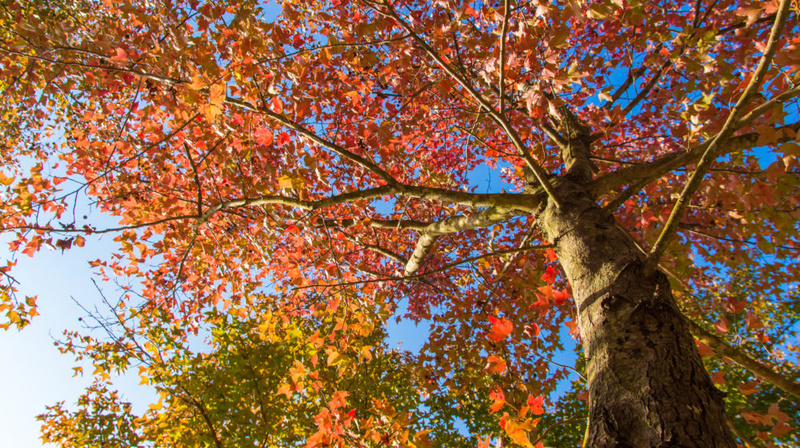 Colorful Florida Fall foliage