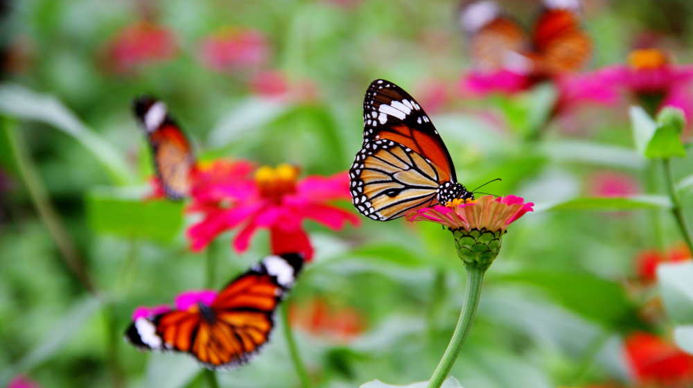 Butterflies in a garden