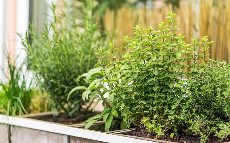 herb planters as rental friendly landscaping