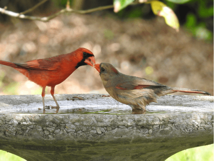 Happy birdwatching!