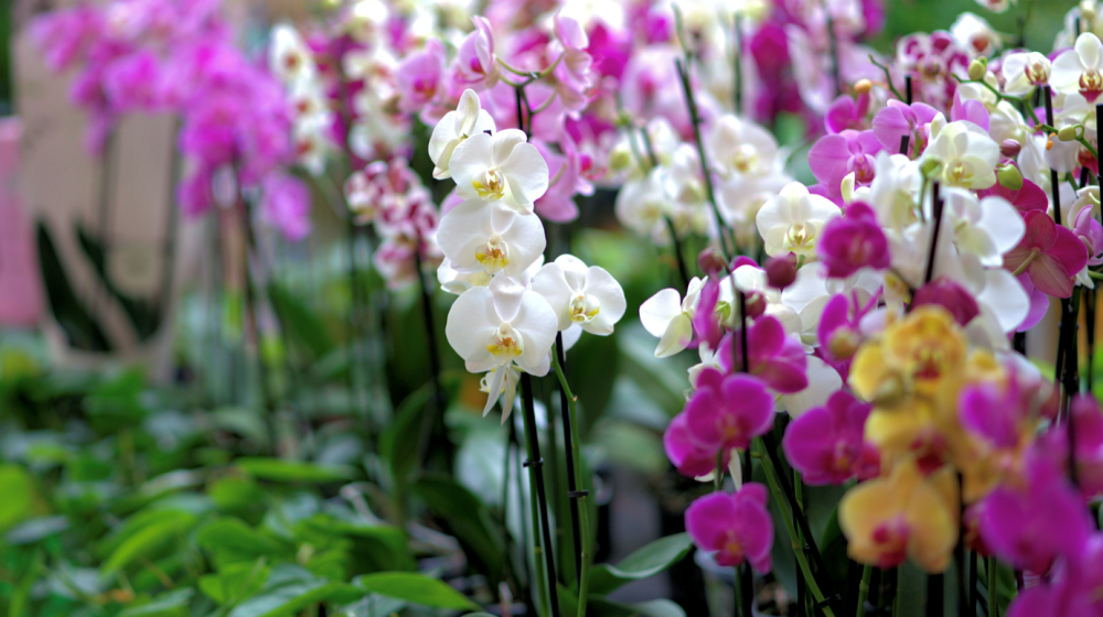 The A to Z of Growing Orchids in Florida