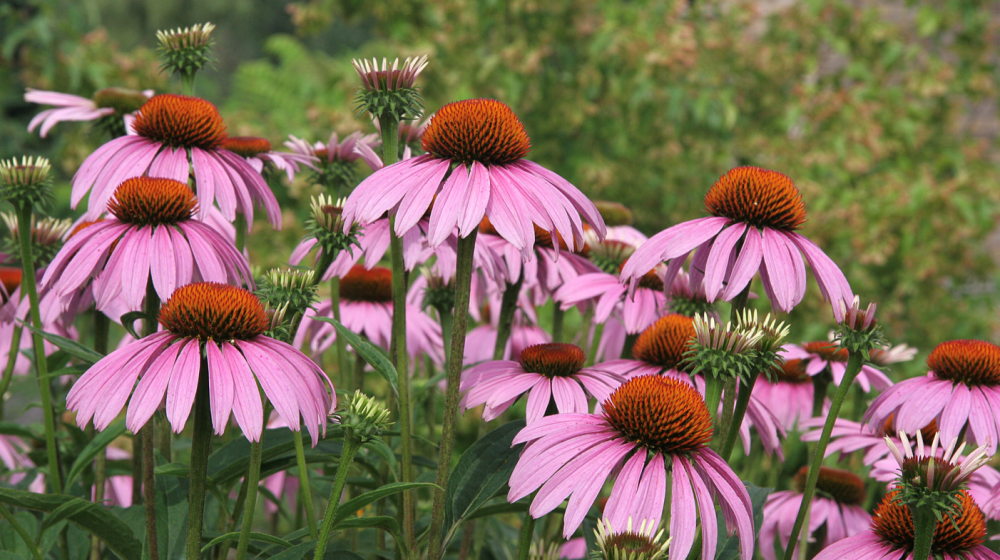 The Benefits of Native Florida Plants in Your Landscape