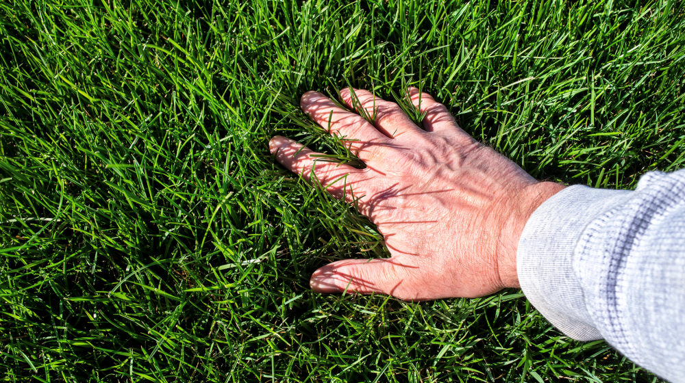 Essential Spring Lawn Care Tips for Florida Homeowners