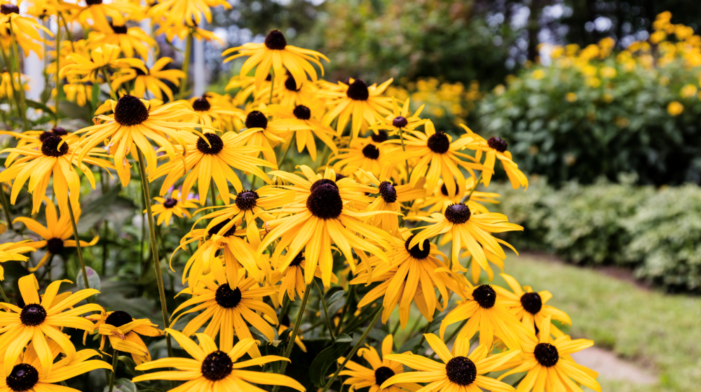 Include Native Wildflowers in Your Landscaping