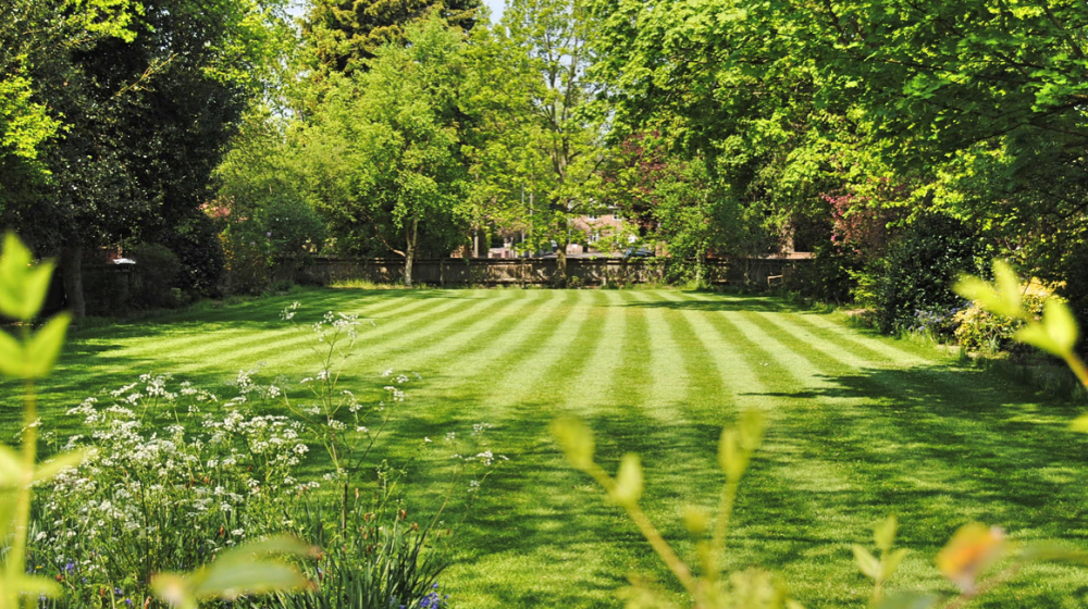 How to Combat Florida Lawn Diseases