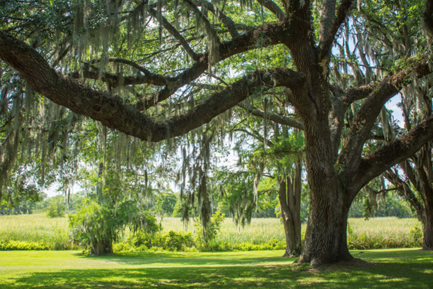 Create Shade: The Best Trees for Florida Yards