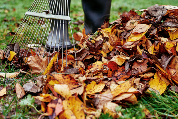 Preventing Weeds: Fall Yard Maintenance Tips