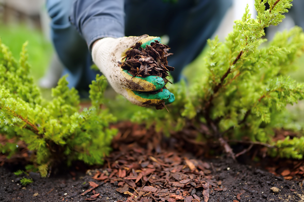 The Best Mulching Techniques for Healthy Florida Gardens